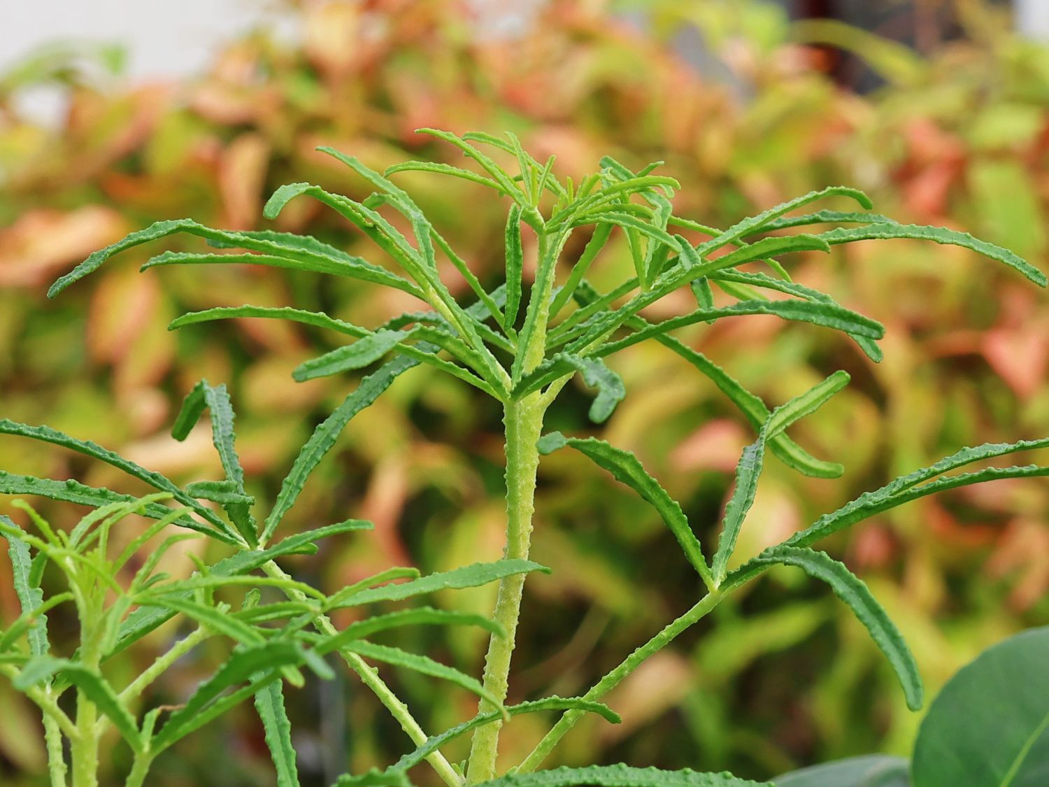Orangenblume 'Apple Blossom' - Choisya ternata 'Apple Blossom'
