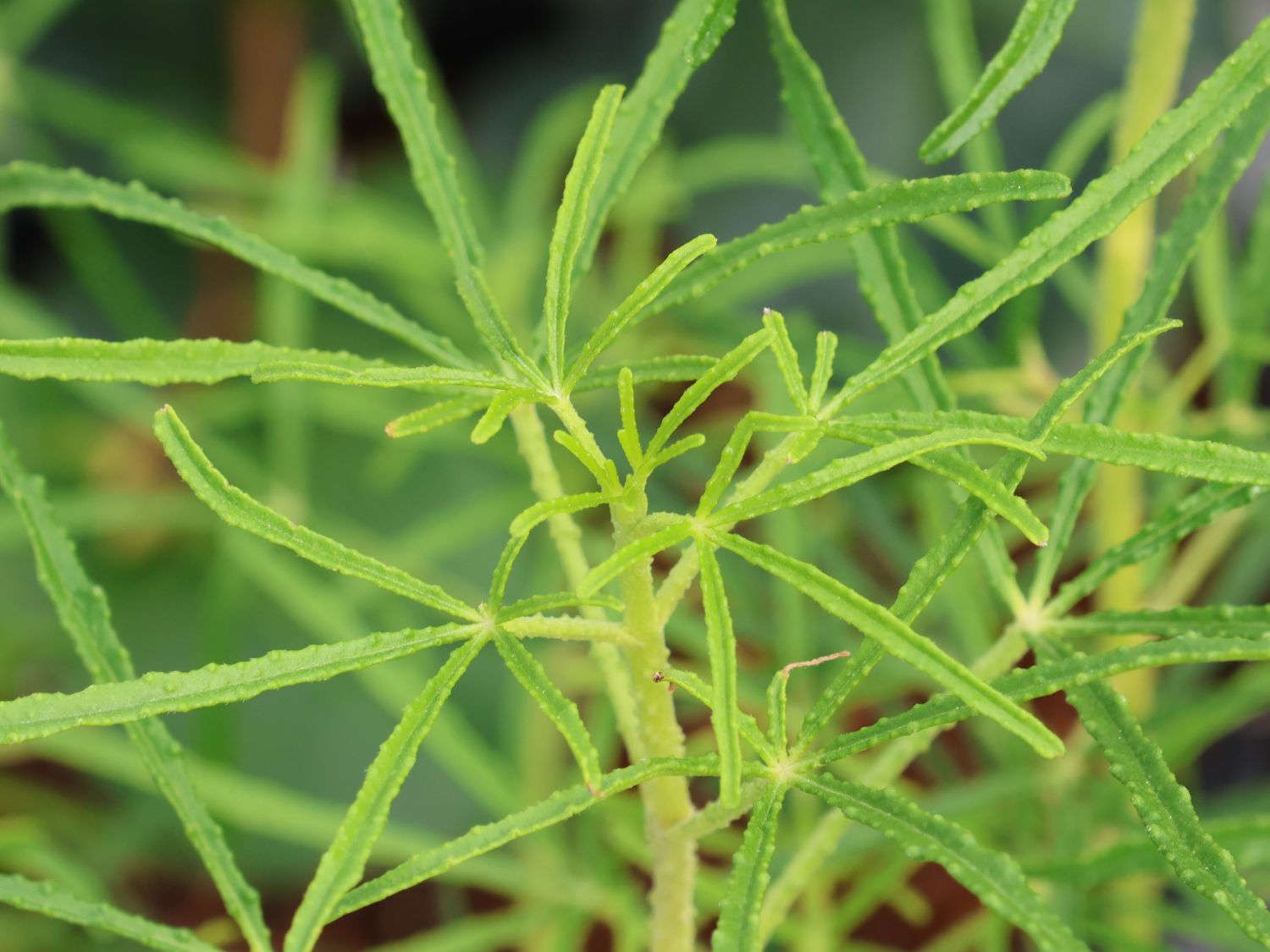 Orangenblume 'Apple Blossom' - Choisya ternata 'Apple Blossom'