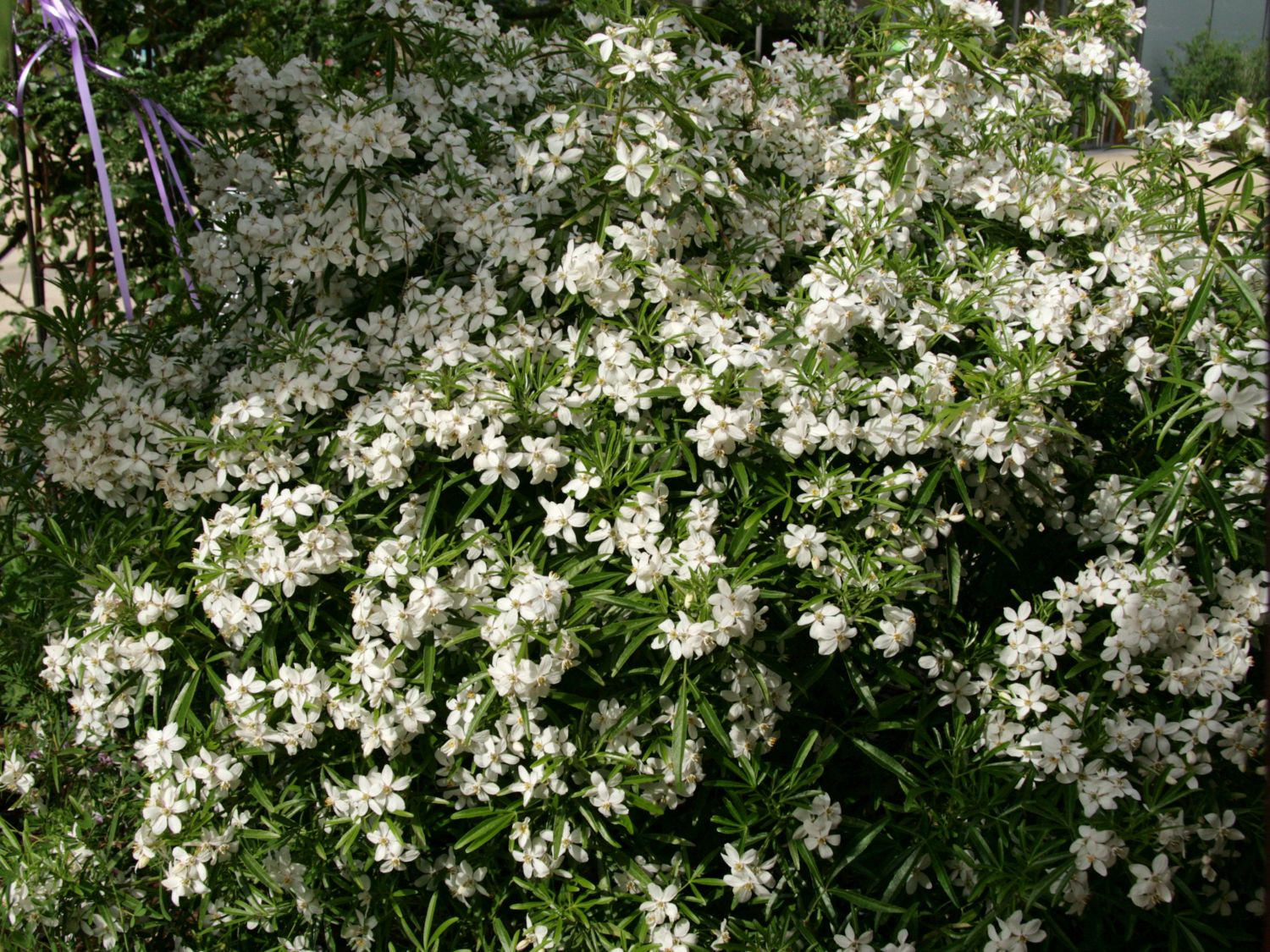 Orangenblumen (Choisya)