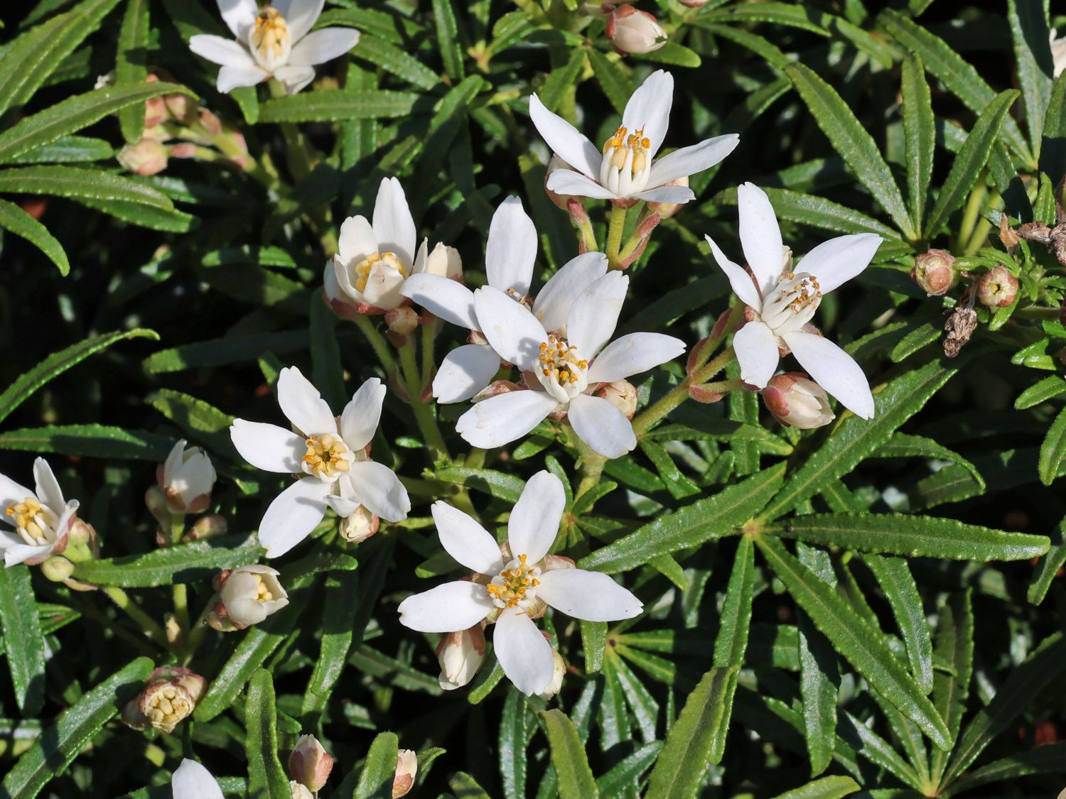 Orangenblume 'White Dazzler' - Choisya ternata 'White Dazzler'