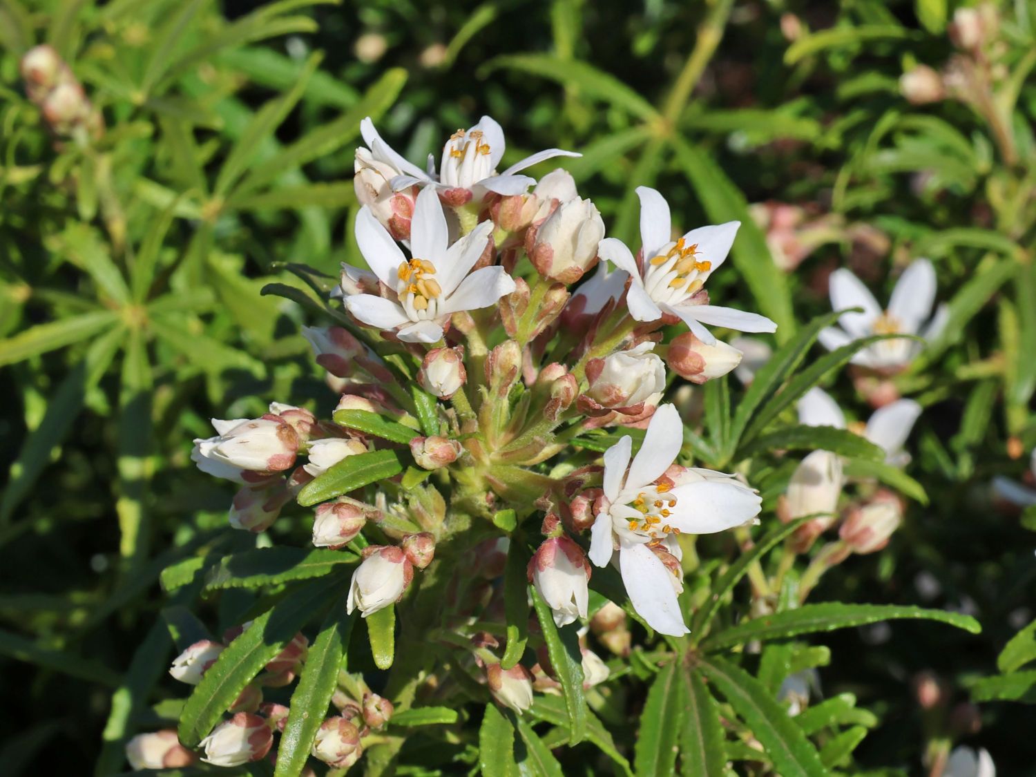 Orangenblume 'White Dazzler' - Choisya ternata 'White Dazzler'