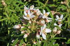 Orangenblume 'White Dazzler' - Choisya ternata 'White Dazzler'