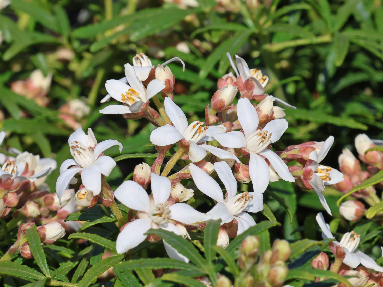 Orangenblume 'White Dazzler' - Choisya ternata 'White Dazzler'