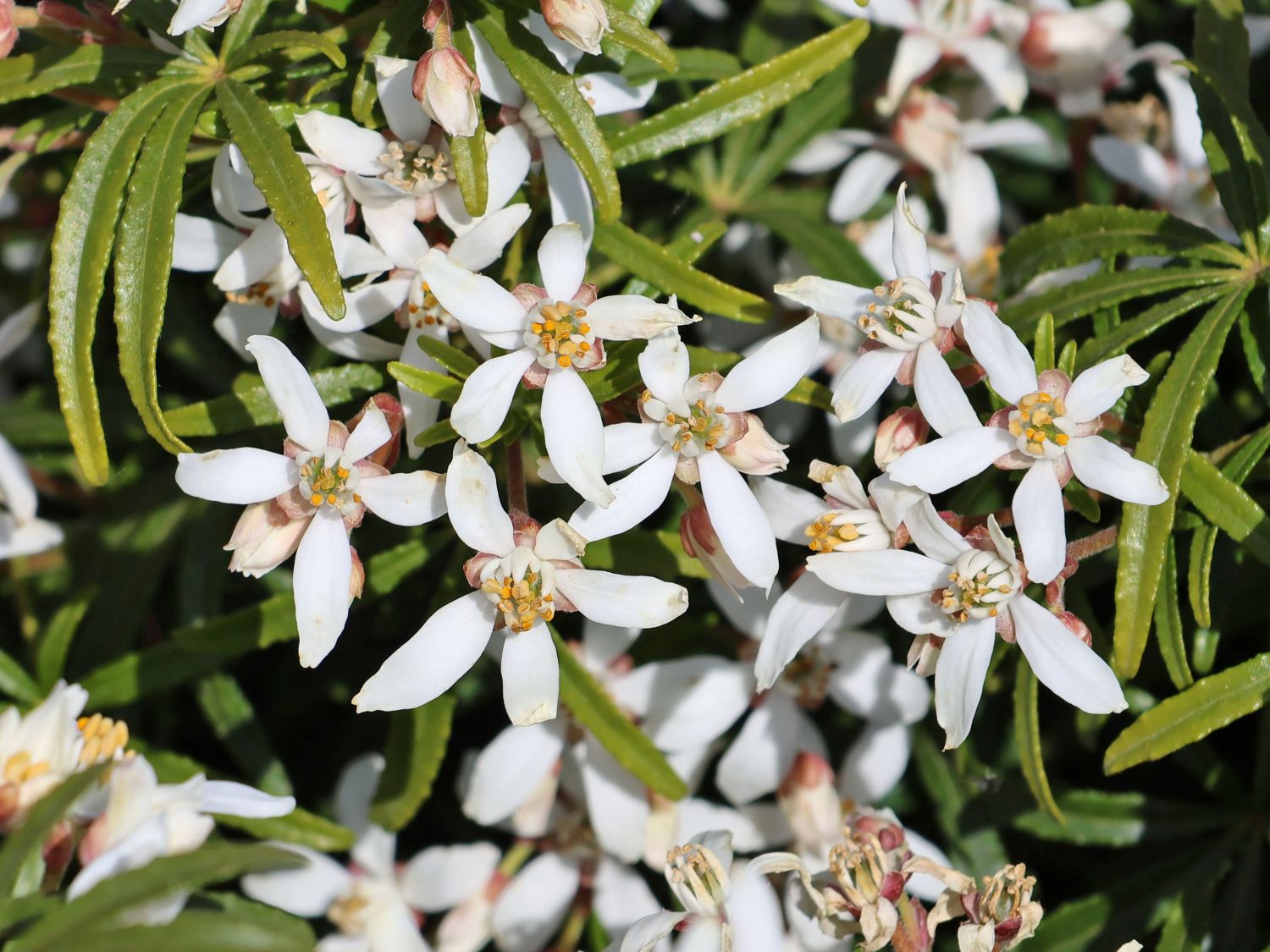 Orangenblume 'White Dazzler' - Choisya ternata 'White Dazzler'