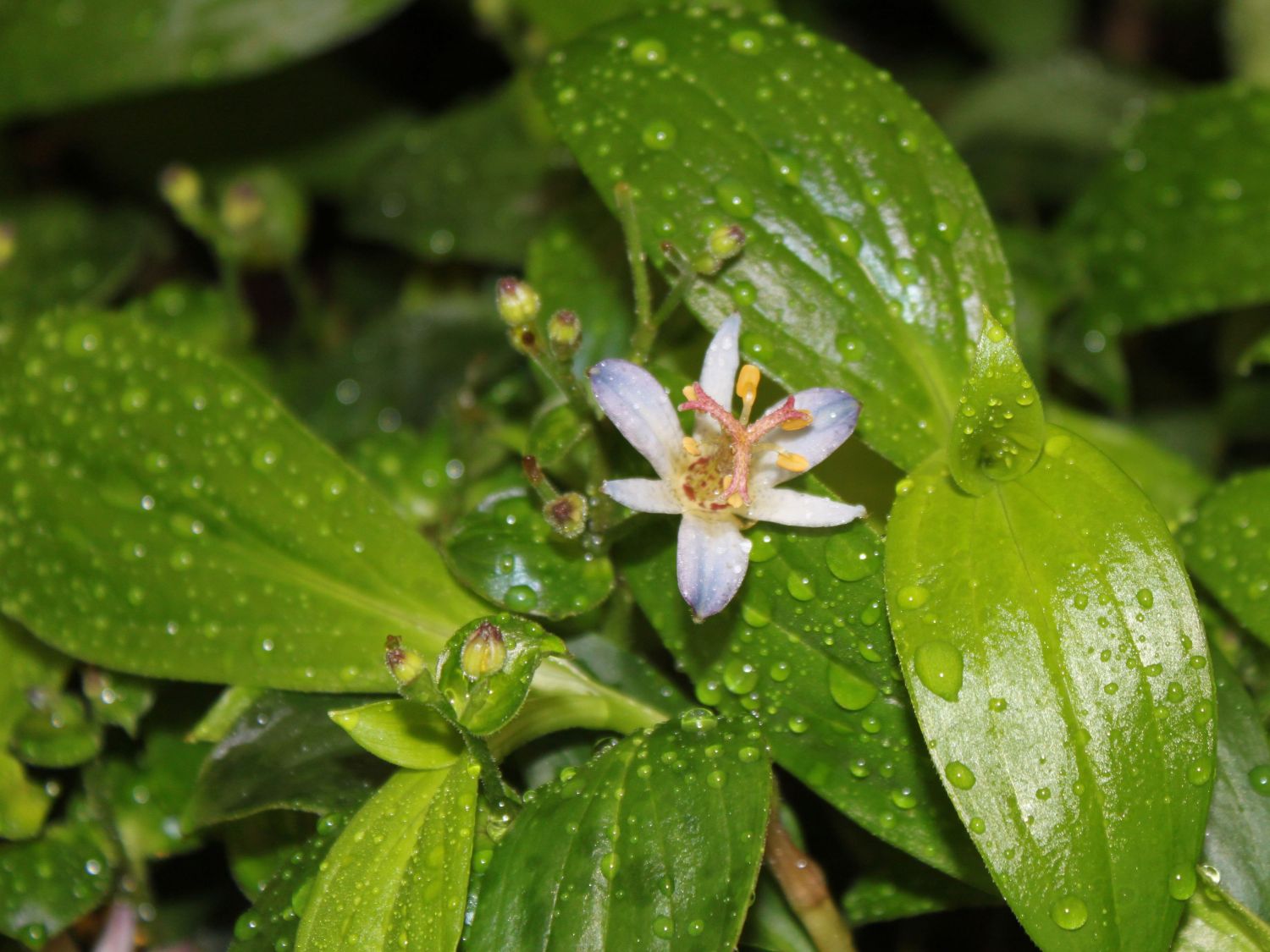 Orchidee 'Hiki Yuri' - Tricyrtis formosana 'Hiki Yuri'