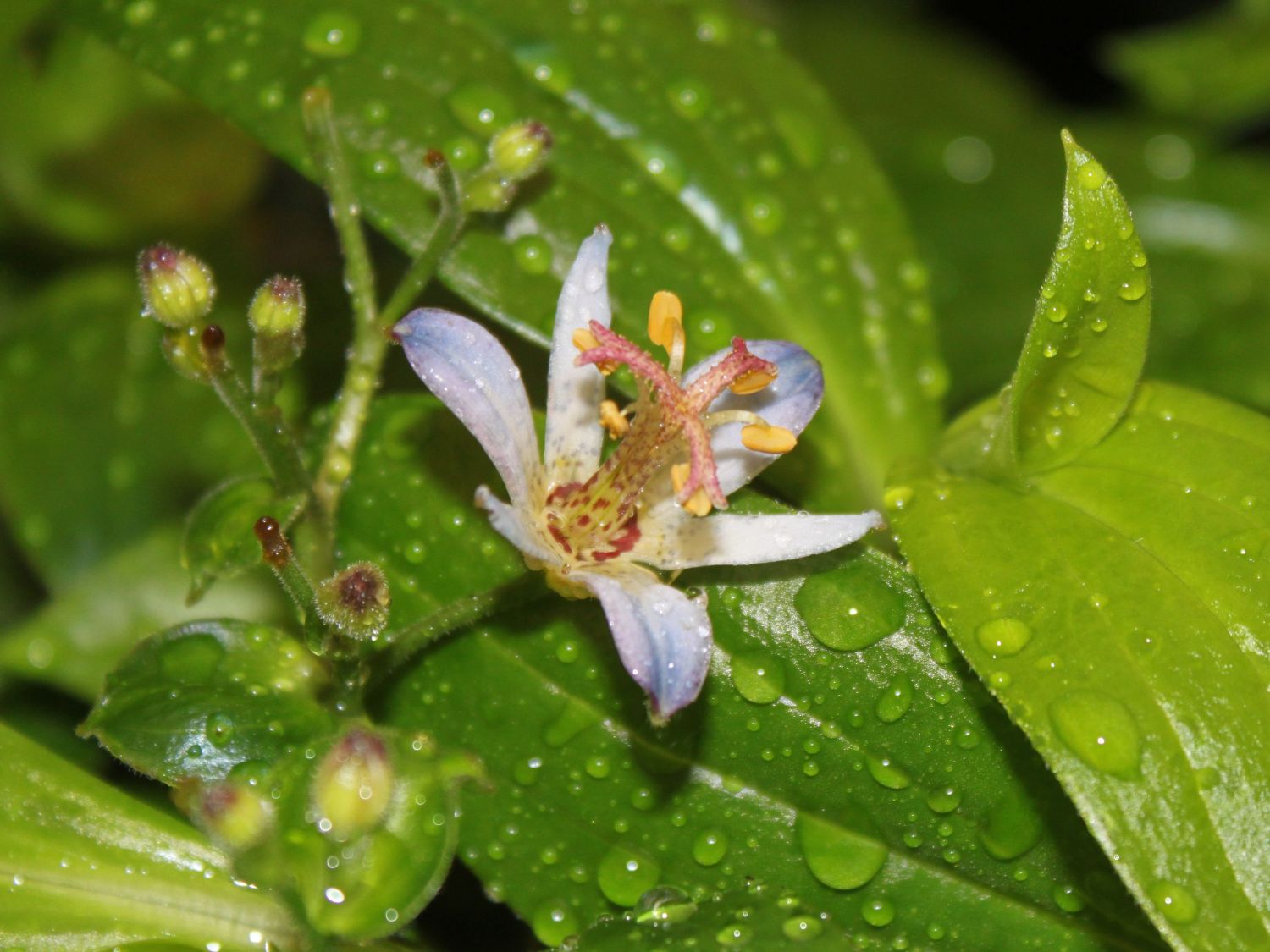 Orchidee 'Hiki Yuri' - Tricyrtis formosana 'Hiki Yuri'