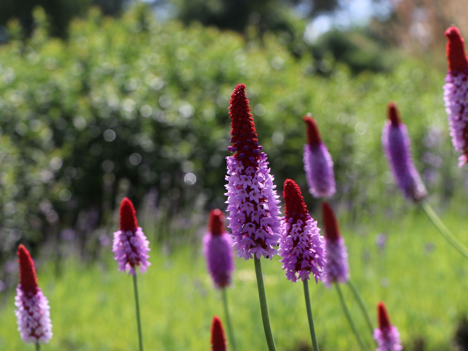 Orchideen-Primel 'Red Hot Poker'