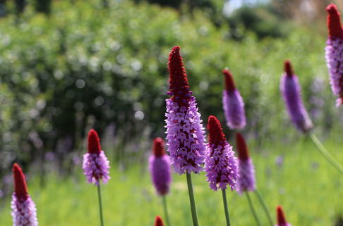 Orchideen-Primel 'Red Hot Poker' - Primula vialii 'Red Hot Poker'