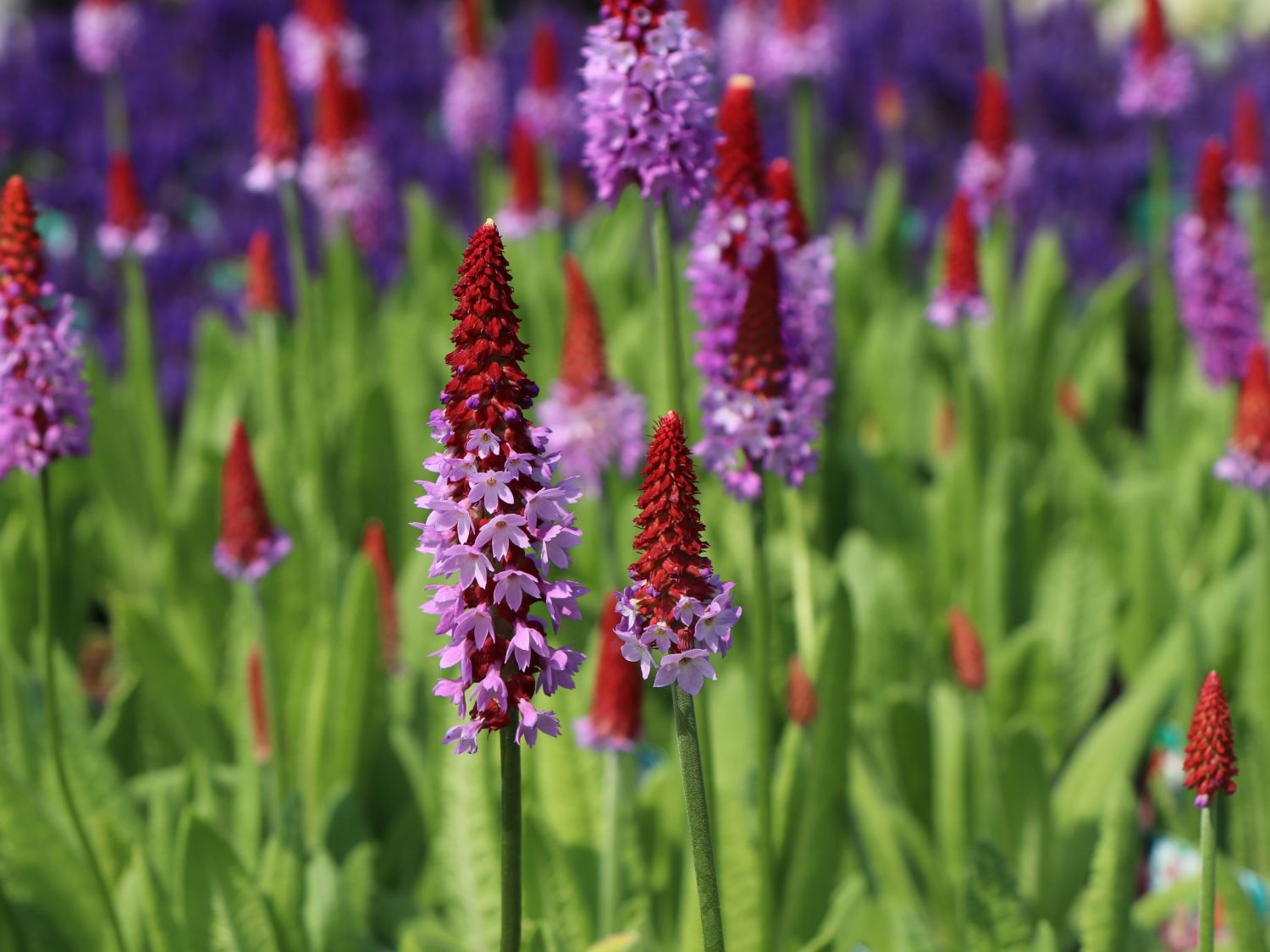 Orchideen-Schlüsselblume