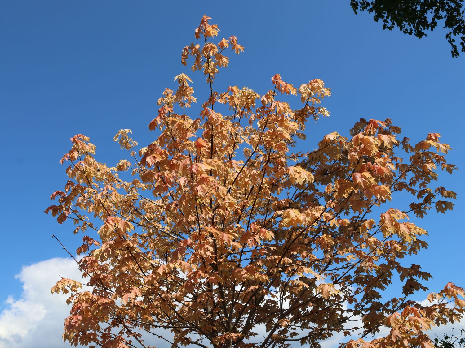 Oregon-Ahorn 'Mocha Rose'