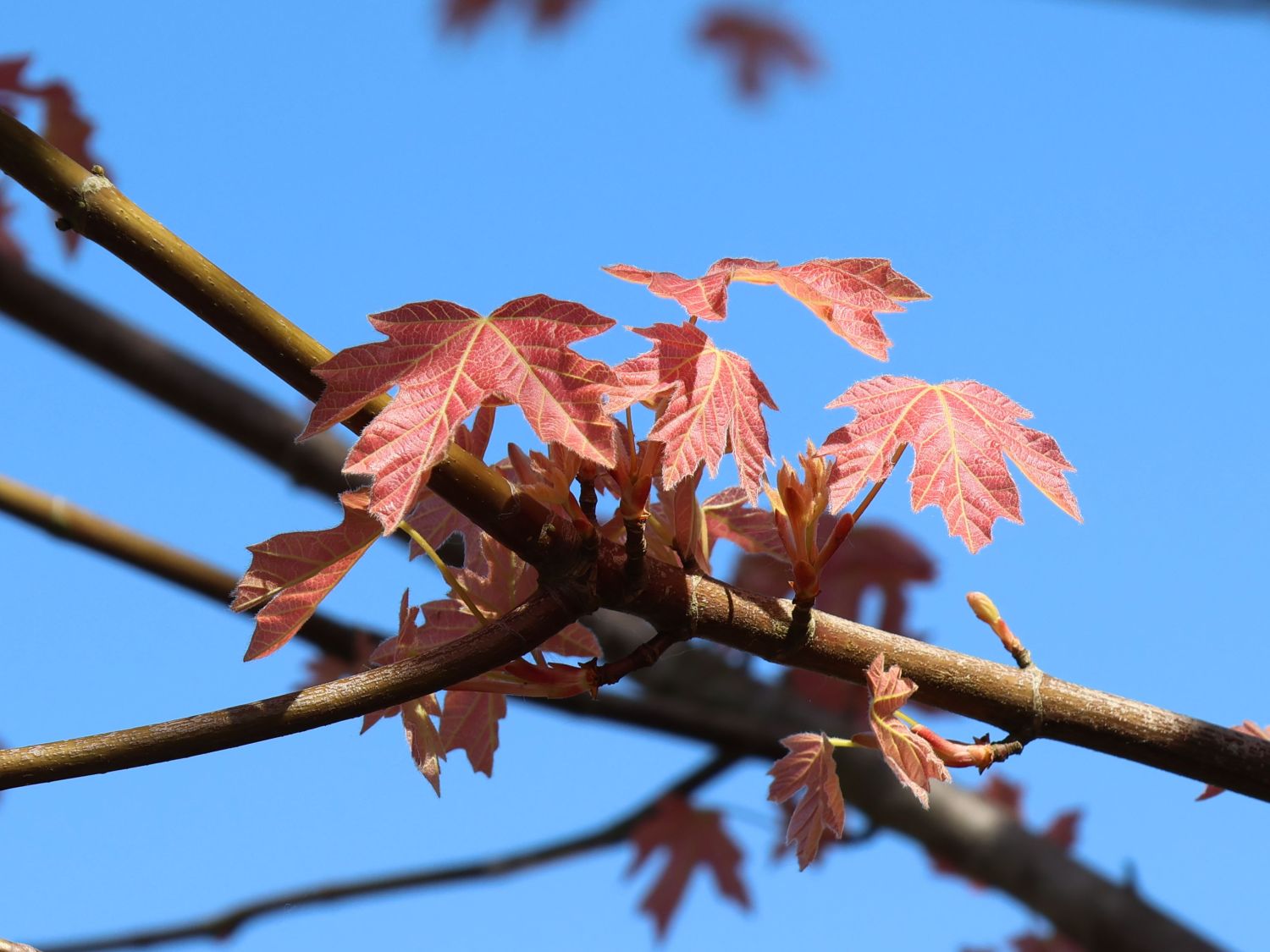 Oregon-Ahorn 'Mocha Rose' - Acer macrophyllum 'Mocha Rose'