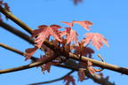 Oregon-Ahorn 'Mocha Rose' - Acer macrophyllum 'Mocha Rose'