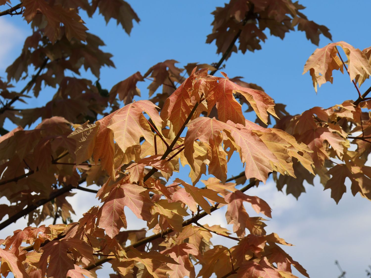 Oregon-Ahorn 'Mocha Rose' - Acer macrophyllum 'Mocha Rose'