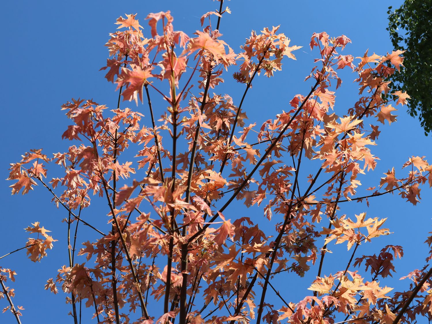 Oregon-Ahorn 'Mocha Rose' - Acer macrophyllum 'Mocha Rose'