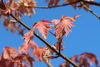Oregon-Ahorn 'Mocha Rose' - Acer macrophyllum 'Mocha Rose'