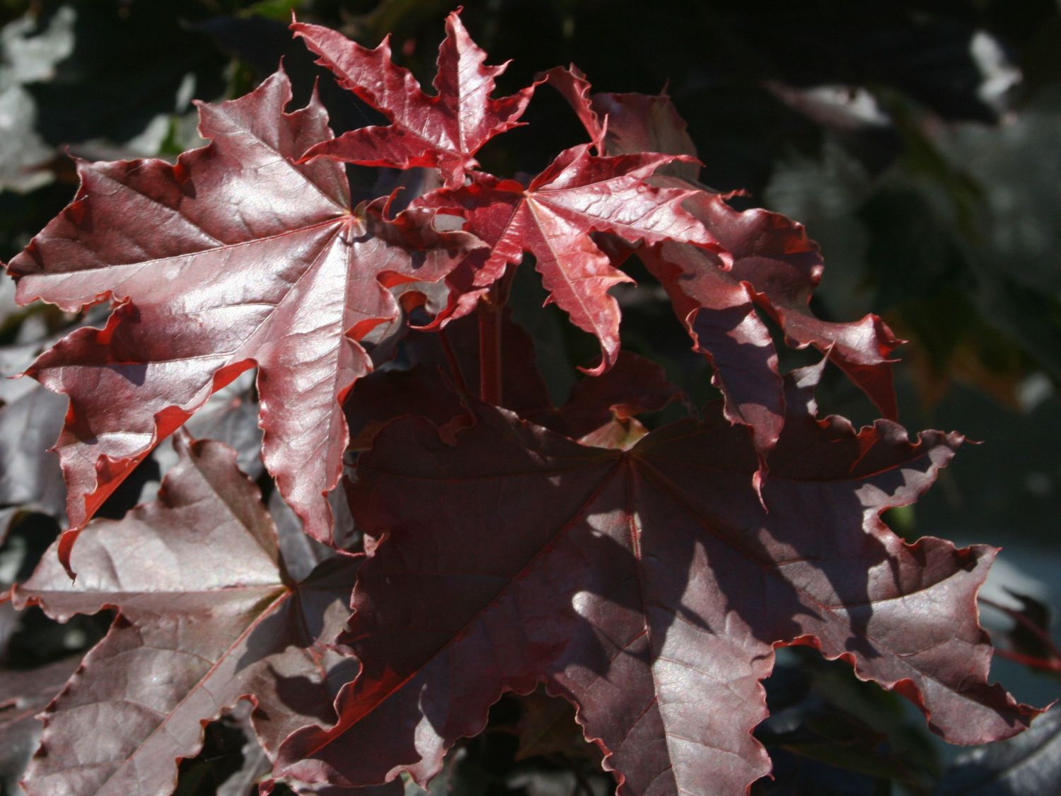 Oregon-Blutahorn 'Royal Red'