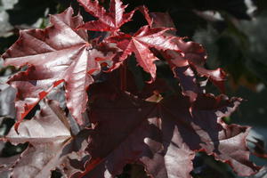 Oregon-Blutahorn 'Royal Red'