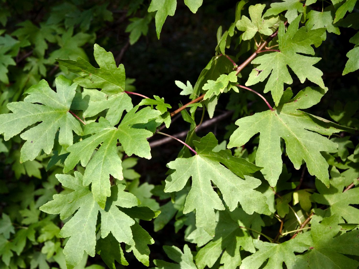 Orientalischer Amberbaum - Liquidambar orientalis