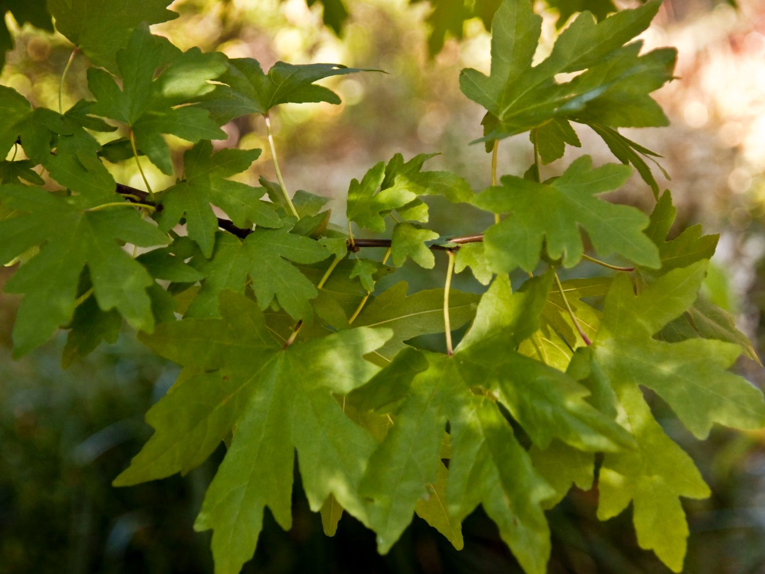 Orientalischer Amberbaum - Liquidambar orientalis