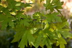 Orientalischer Amberbaum - Liquidambar orientalis