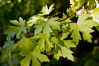 Orientalischer Amberbaum - Liquidambar orientalis