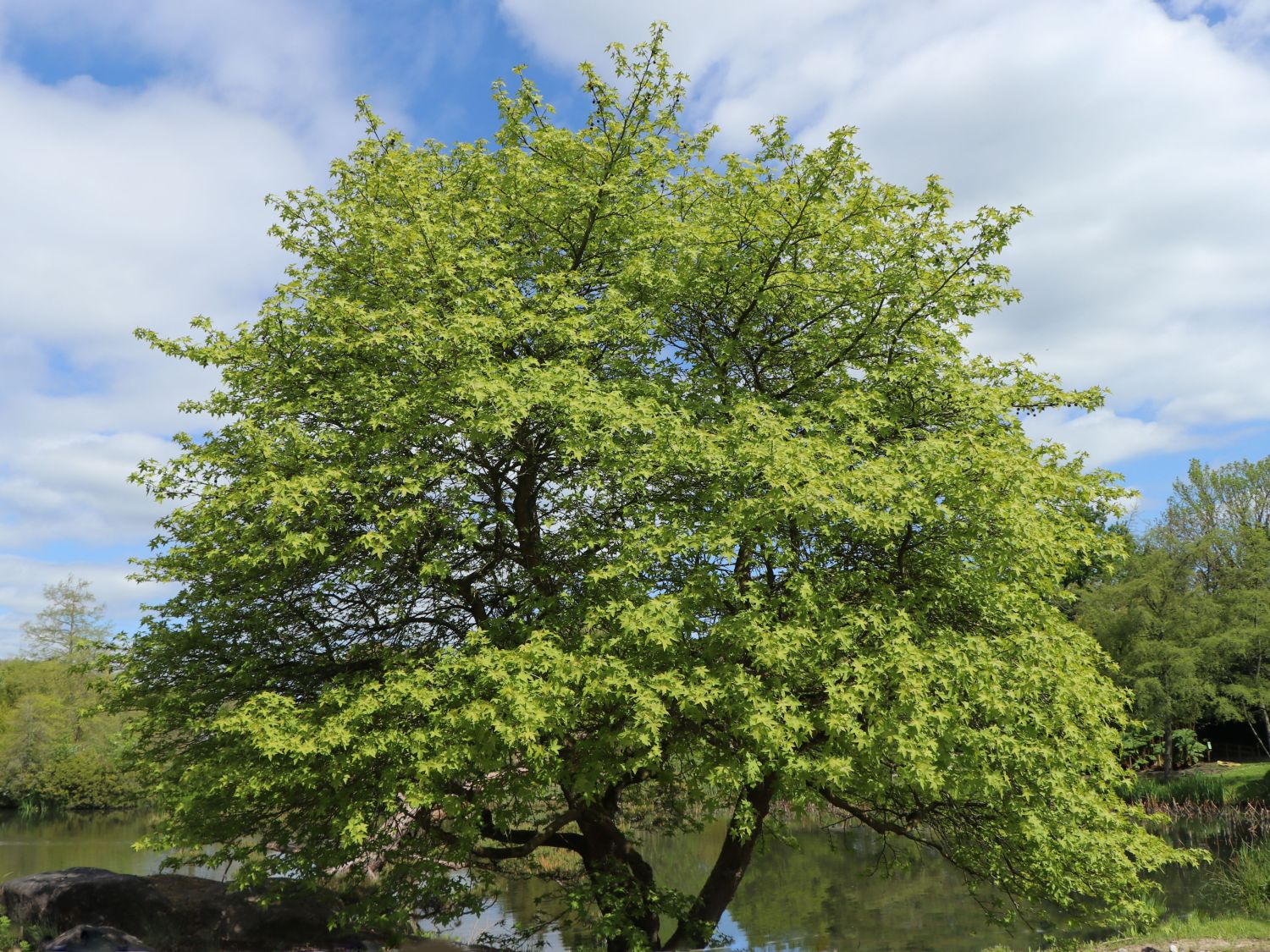 Orientalischer Amberbaum - Liquidambar orientalis
