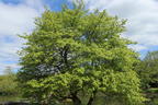 Orientalischer Amberbaum - Liquidambar orientalis