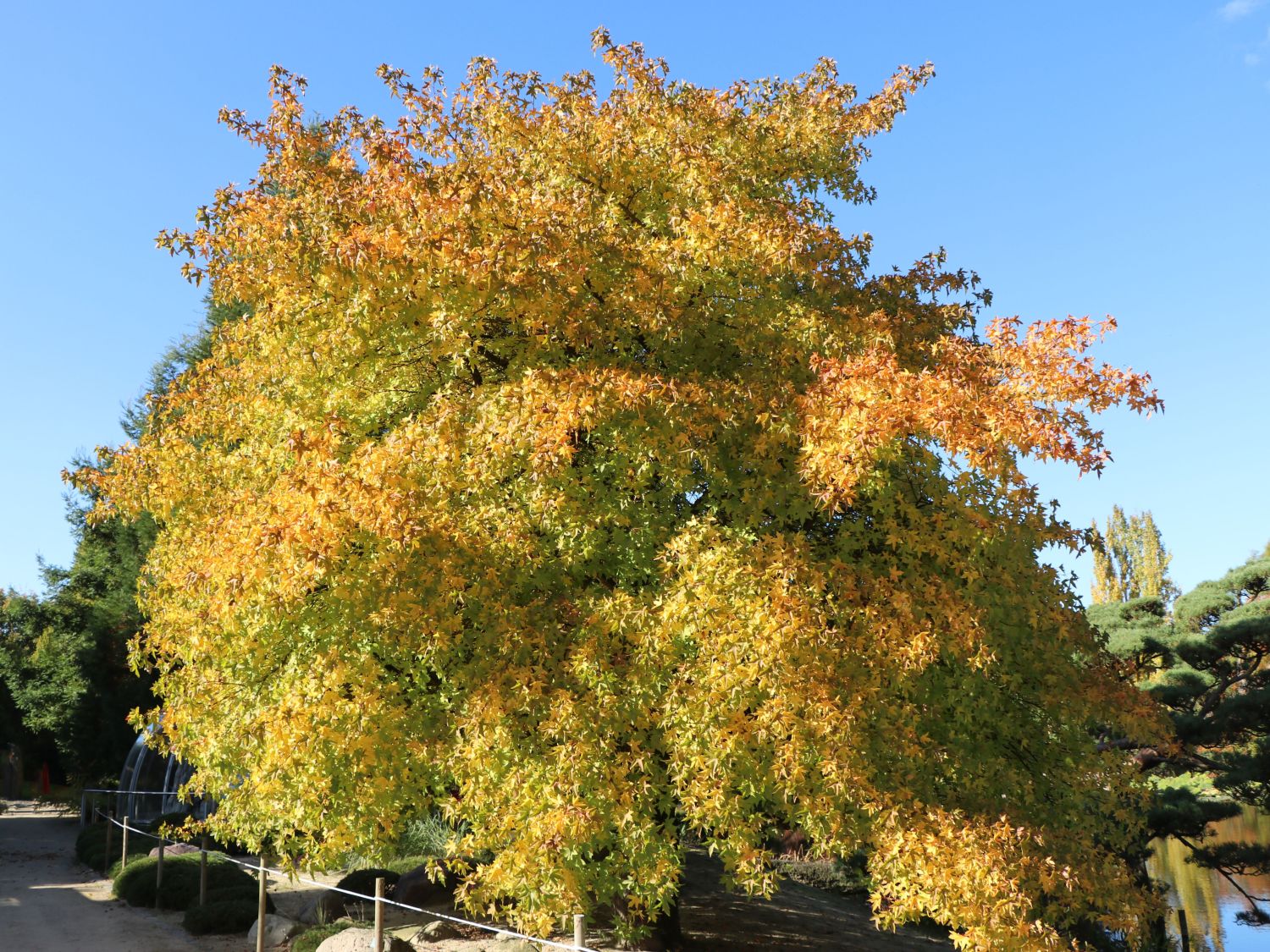 Orientalischer Amberbaum - Liquidambar orientalis