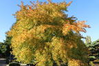 Orientalischer Amberbaum - Liquidambar orientalis