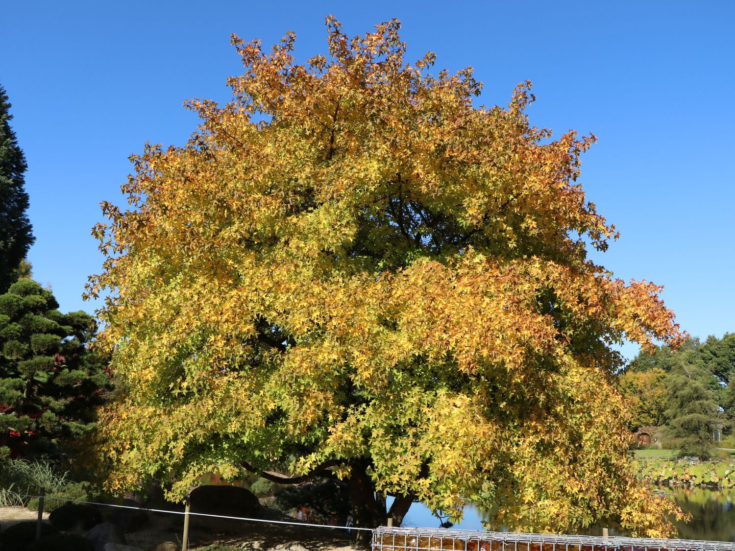 Orientalischer Amberbaum - Liquidambar orientalis