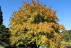 Orientalischer Amberbaum - Liquidambar orientalis