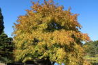 Orientalischer Amberbaum - Liquidambar orientalis