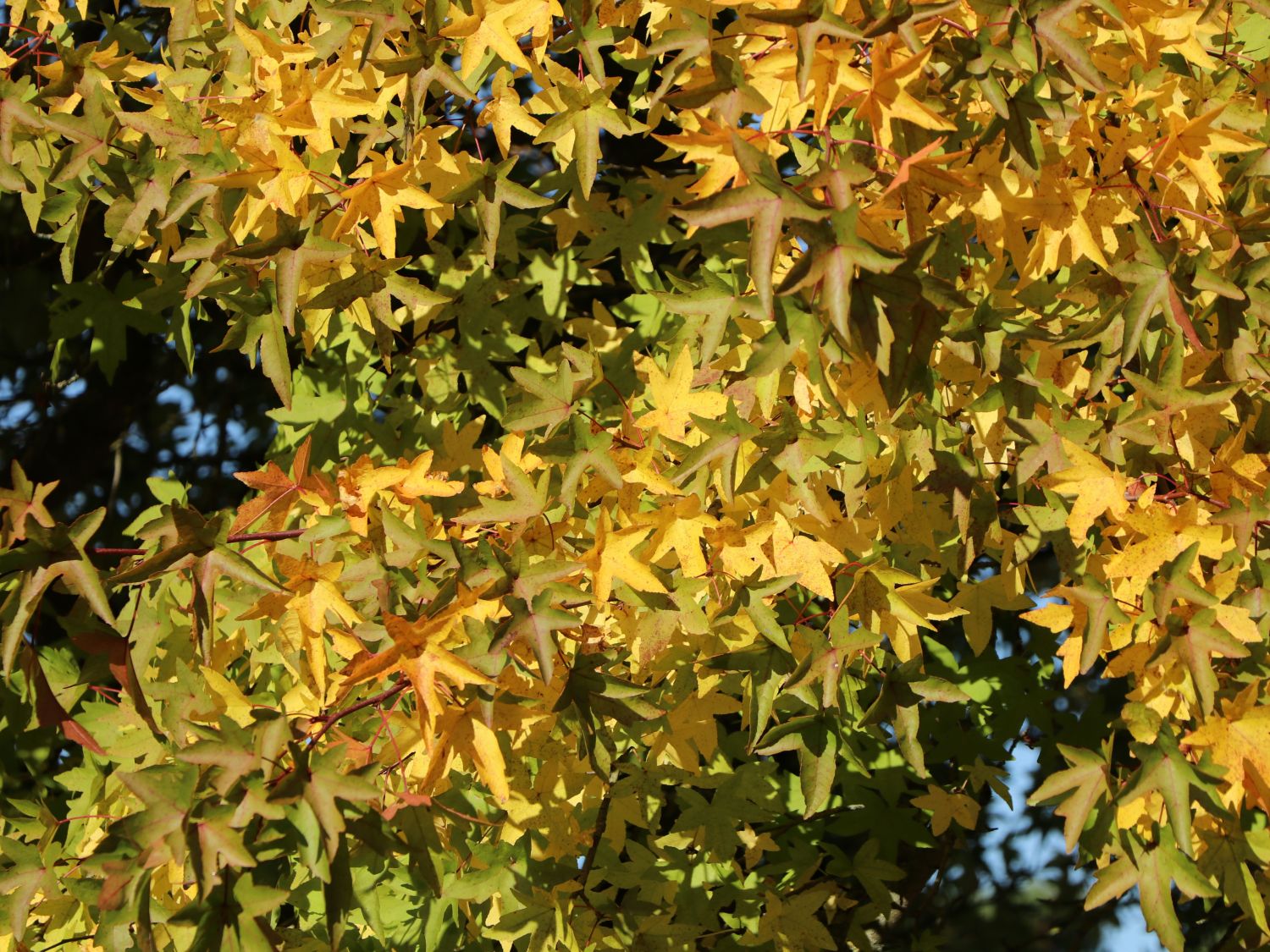 Orientalischer Amberbaum - Liquidambar orientalis