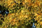 Orientalischer Amberbaum - Liquidambar orientalis