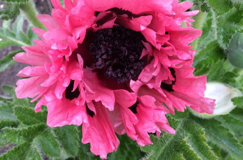Orientalischer Klatschmohn 'Pink Perfection' - Papaver orientale 'Pink Perfection'
