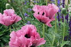 Orientalischer Klatschmohn 'Pink Perfection' - Papaver orientale 'Pink Perfection'