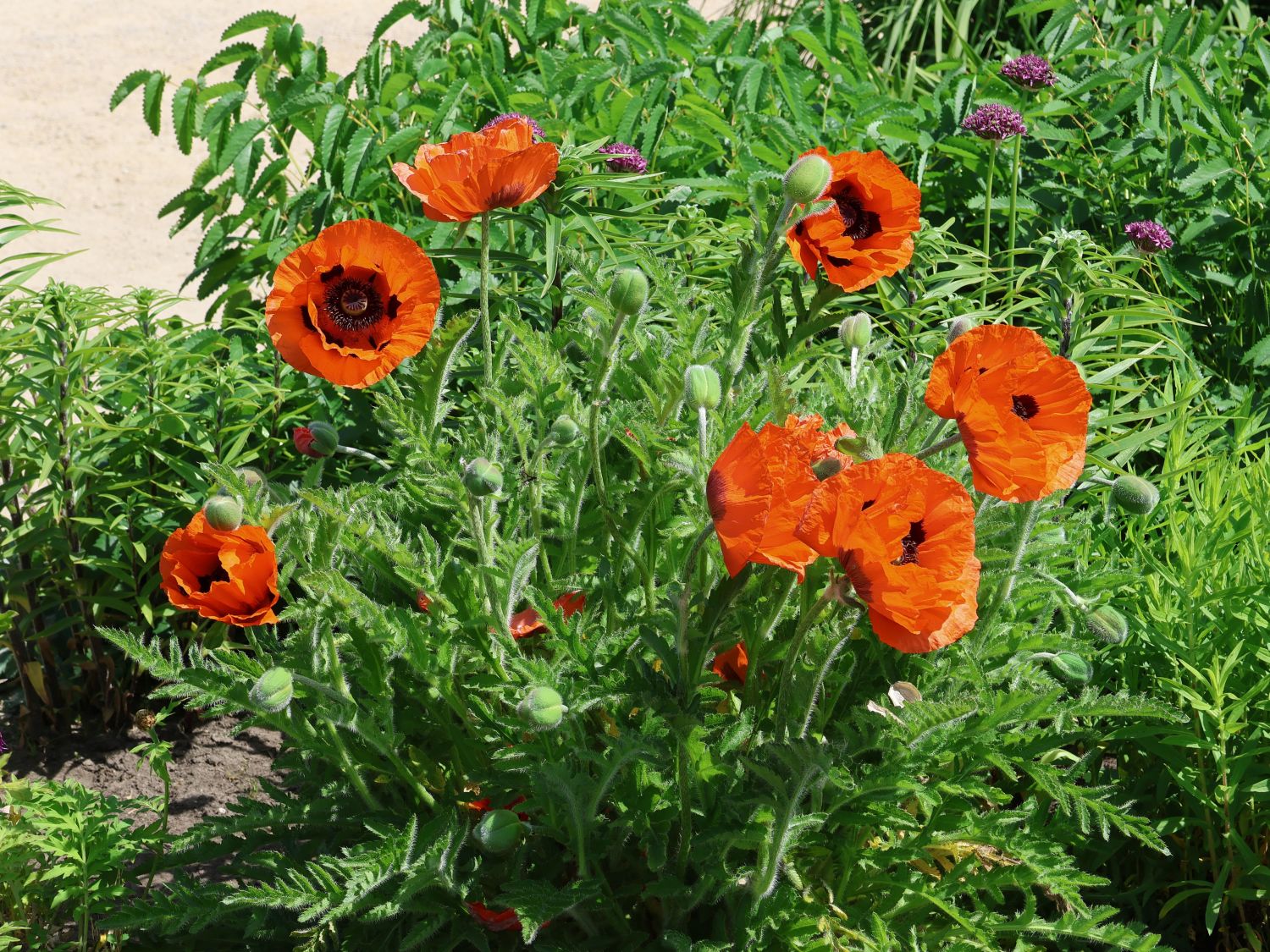 Orientalischer Mohn 'Beauty of Livermere'