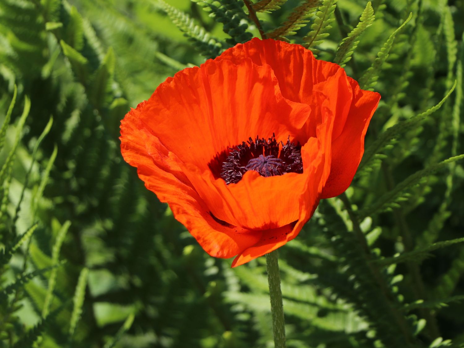 Orientalischer Mohn 'Brillant'