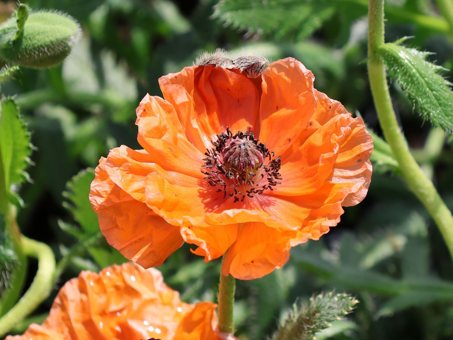 Orientalischer Mohn 'Harvest Moon'