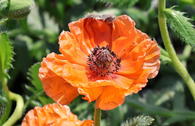 Orientalischer Mohn 'Harvest Moon'