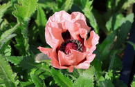 Orientalischer Mohn 'Helen Elizabeth'