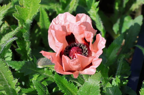Orientalischer Mohn 'Helen Elizabeth' - Papaver orientale 'Helen Elizabeth'