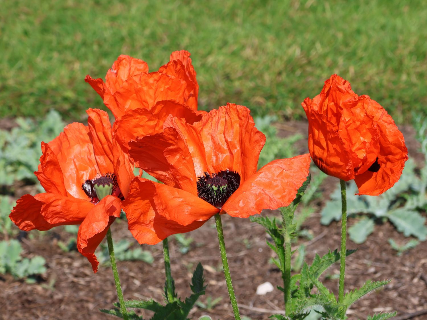Orientalischer Mohn - Papaver orientale
