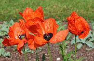 Orientalischer Mohn