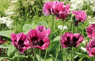 Orientalischer Mohn 'Manhattan'