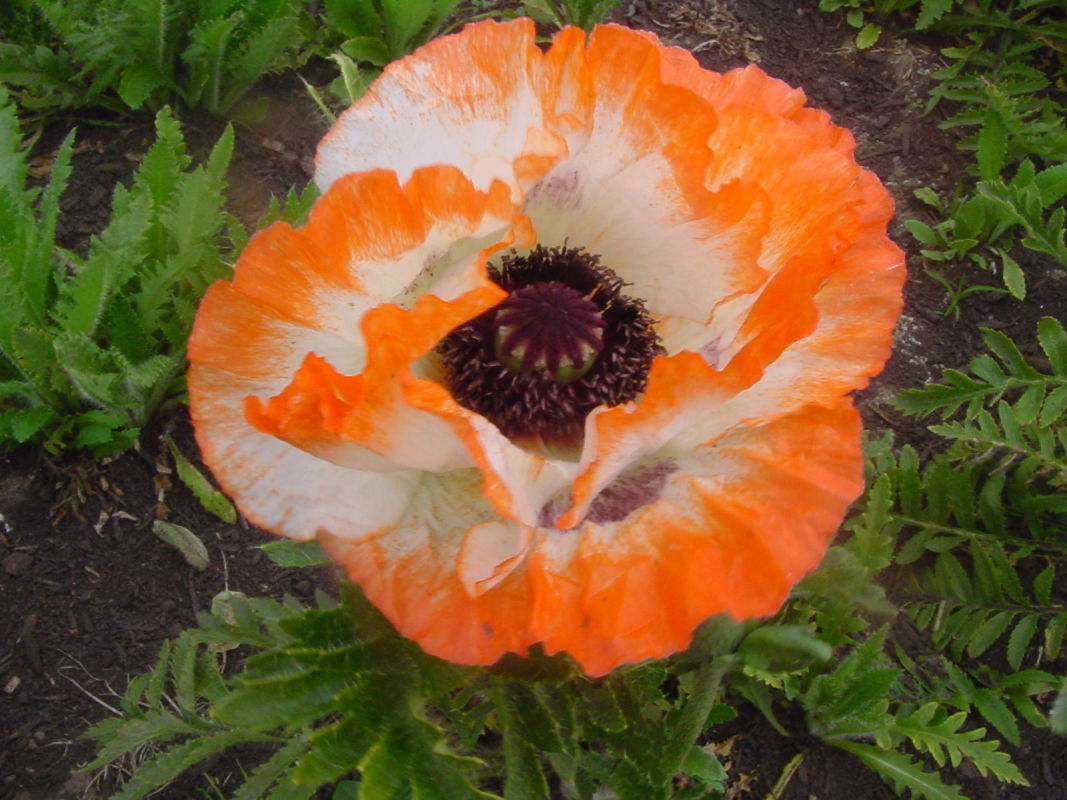 Orientalischer Mohn 'Picotee'