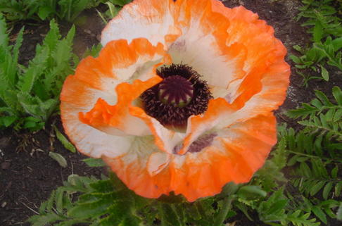 Orientalischer Mohn 'Picotee' - Papaver orientale 'Picotee'