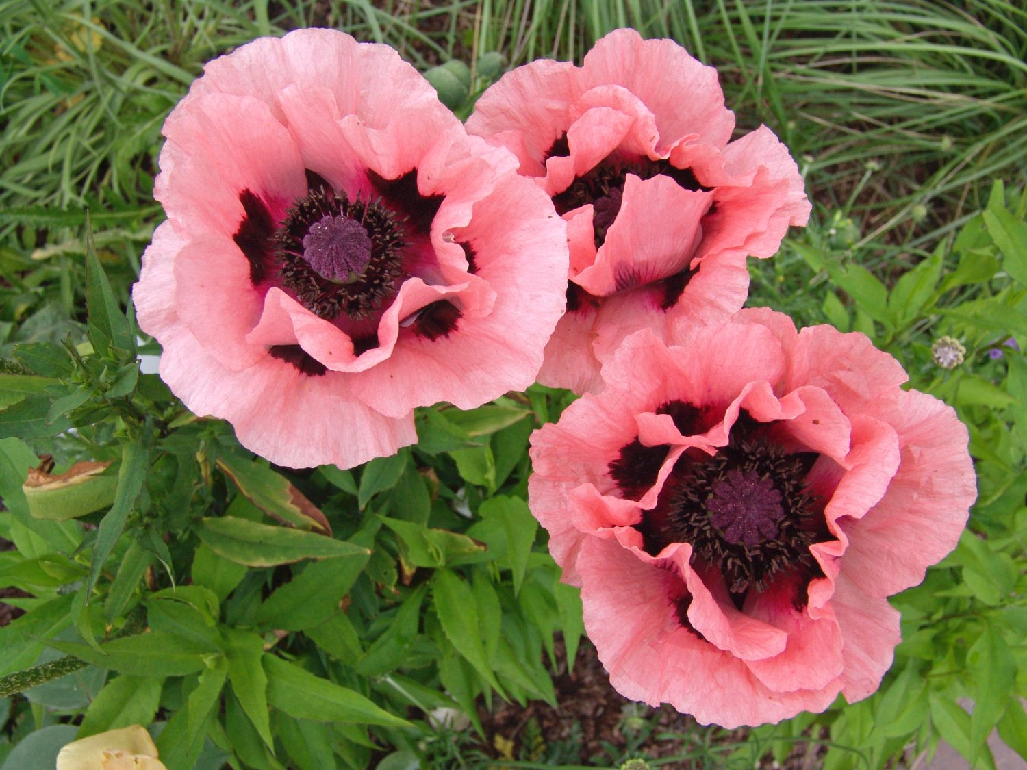 Orientalischer Mohn 'Princ. Victoria Louise'