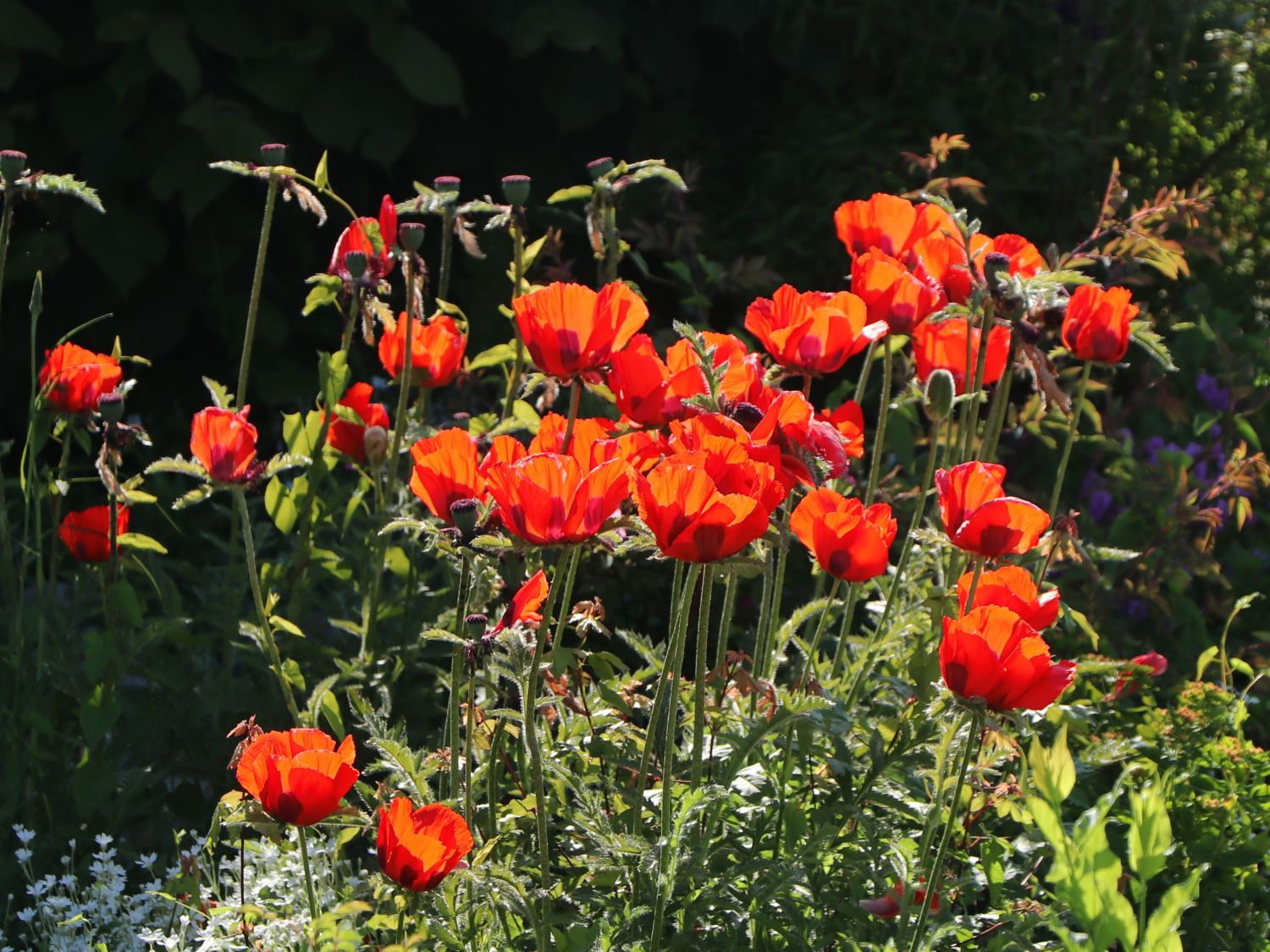 Orientalischer Mohn 'Rembrandt' ®