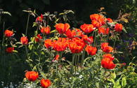 Orientalischer Mohn 'Rembrandt' ®